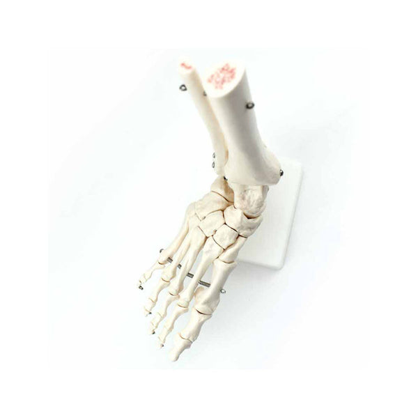 Foot and Ankle Skeleton Model