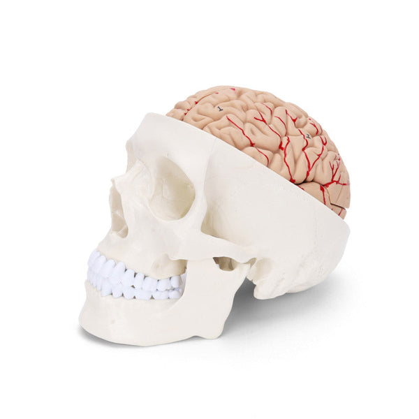 Human Skull Model with 8 Part Brain, Life-Size