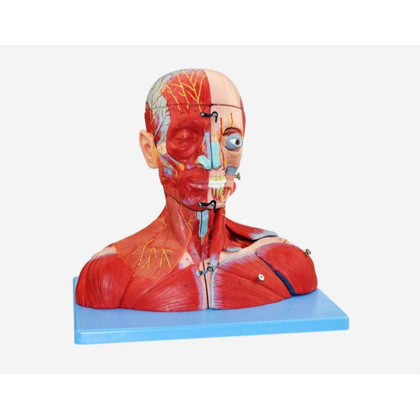 Head and Neck Muscle Model, 19 Parts