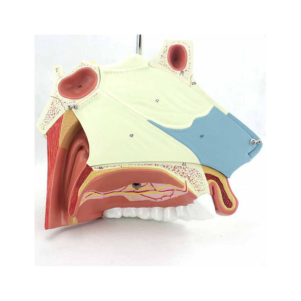 Nasal Cavity Model, 3X Life-Size, 3 Parts