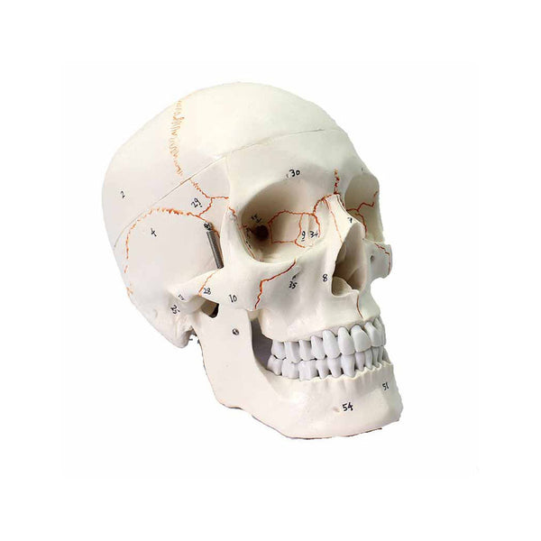 Numbered Human Skull Model, 3 Parts
