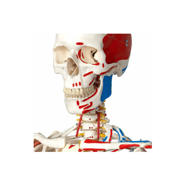 Skeleton Model with Muscles and Ligaments