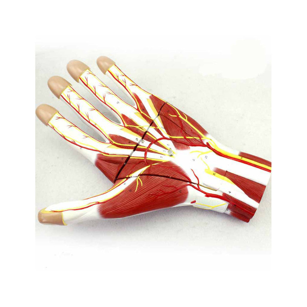 Anatomy of the Hand, 2X Life-Size, 3 Parts