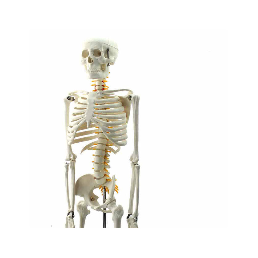 Flexible Human Skeleton Model, 85cm