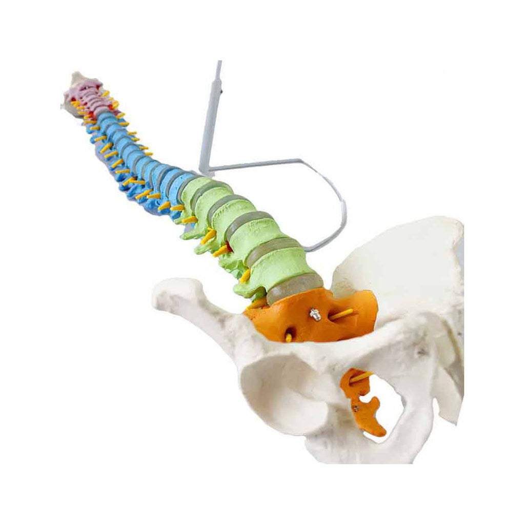 Flexible Spine Model Color-Coded Regions