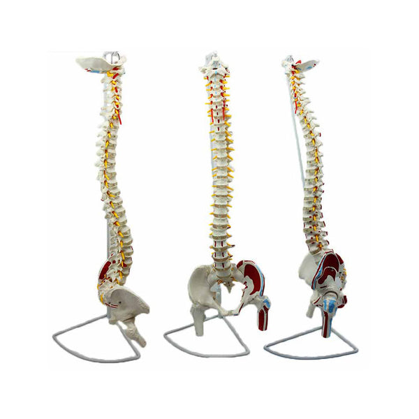 Flexible Spine Model with Painted Muscles