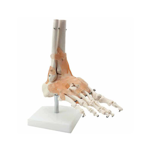 Functional Ankle Joint Model with Ligaments
