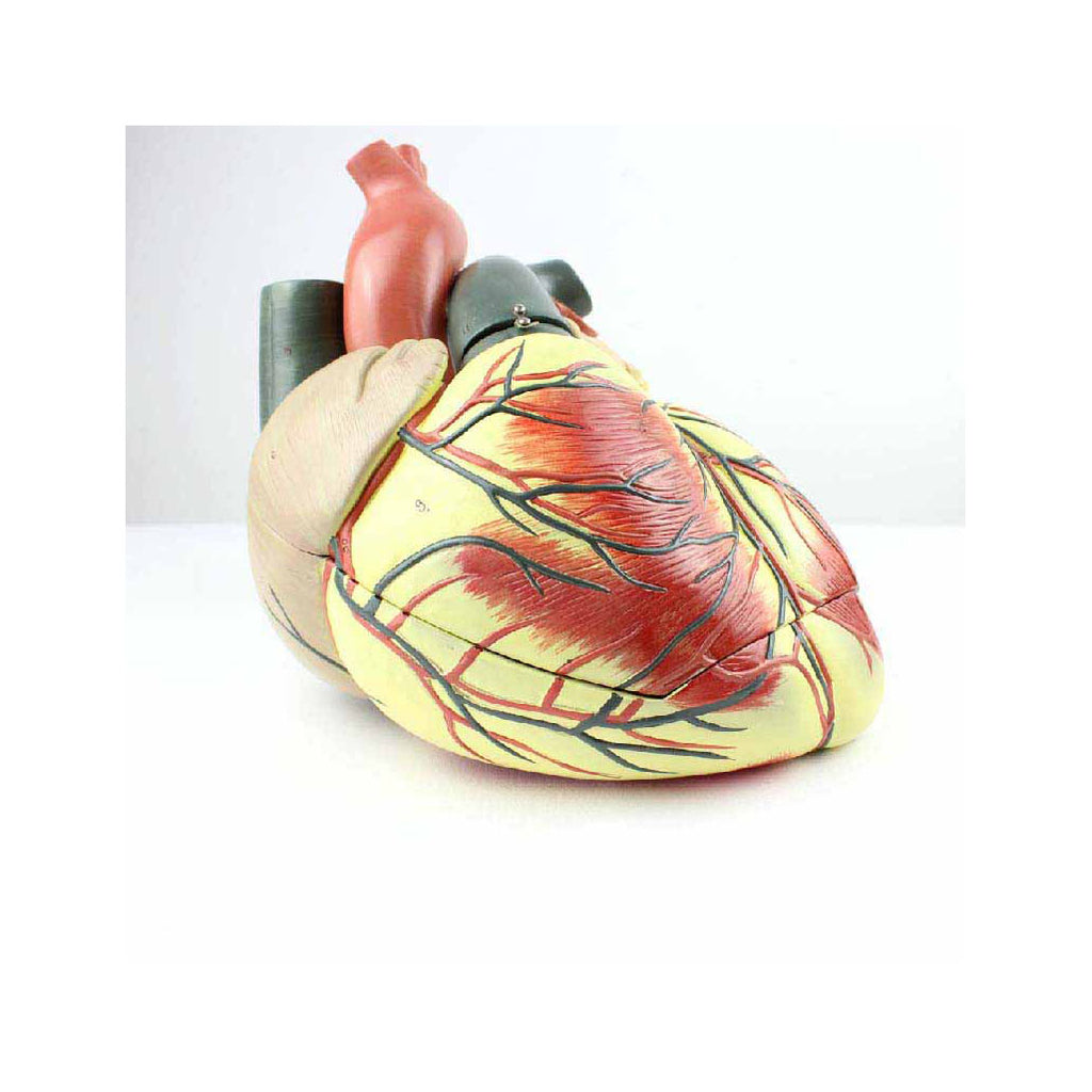 Giant Heart Model, 3.5X Life-Size, 3 Parts