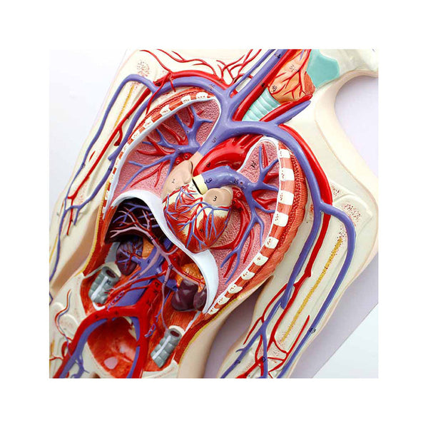 Human Circulatory System Model, 2 Parts