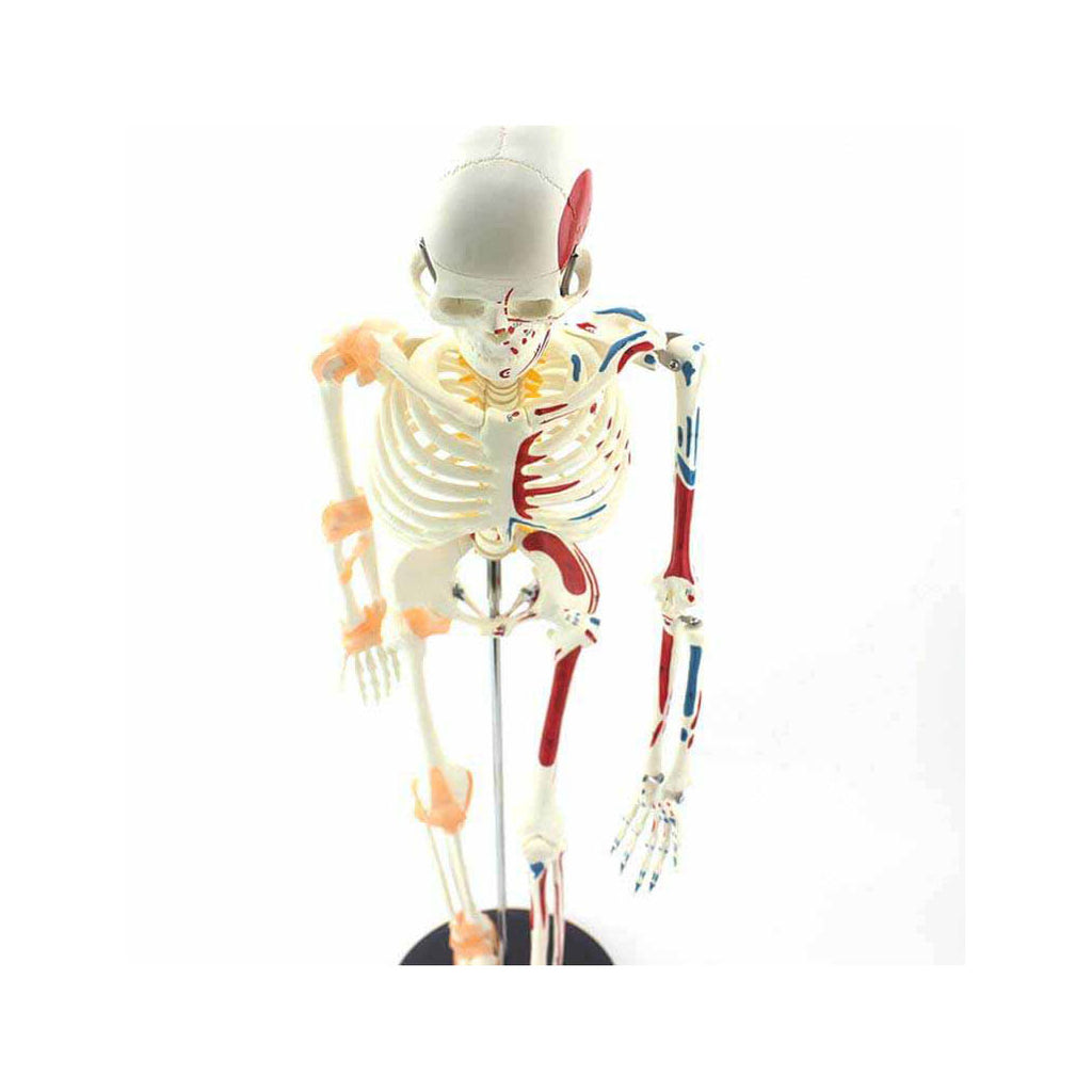 Mini Skeleton Model with Muscles and Ligaments