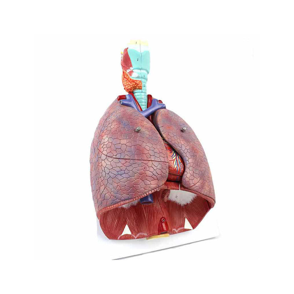 Lung Model with Larynx, 7 Part