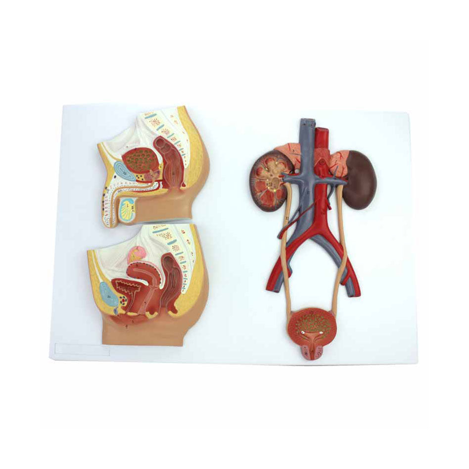 Male and Female Urinary System Model