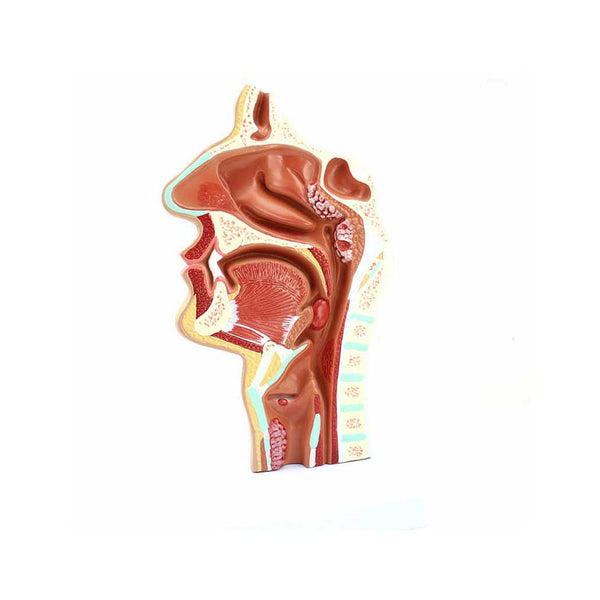 Larynx and Pharynx Disorders Model