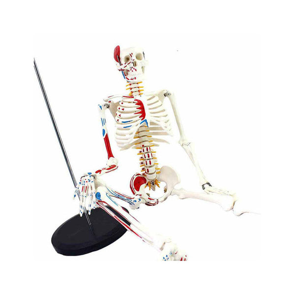 Mini Skeleton Model with Painted Muscles