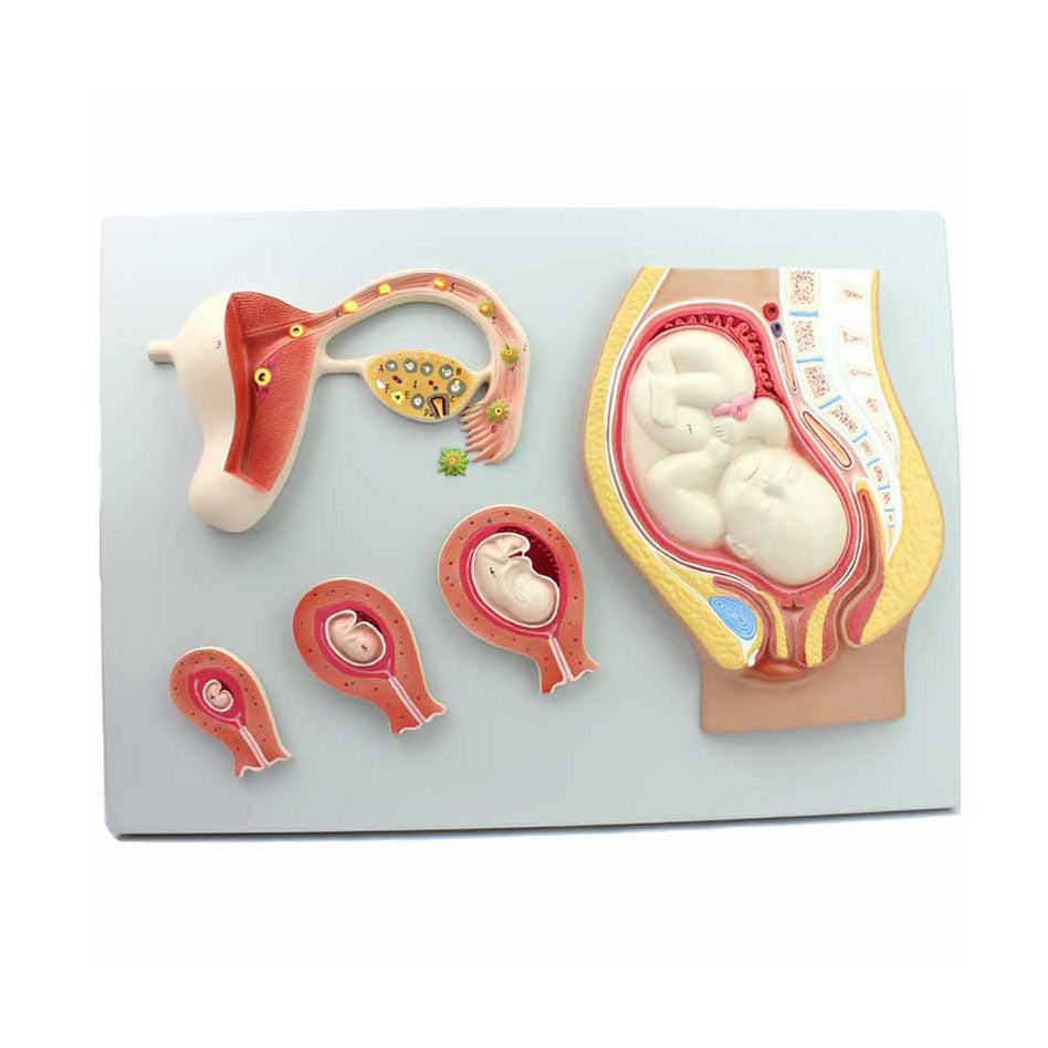 The Process of Fetal Development Model