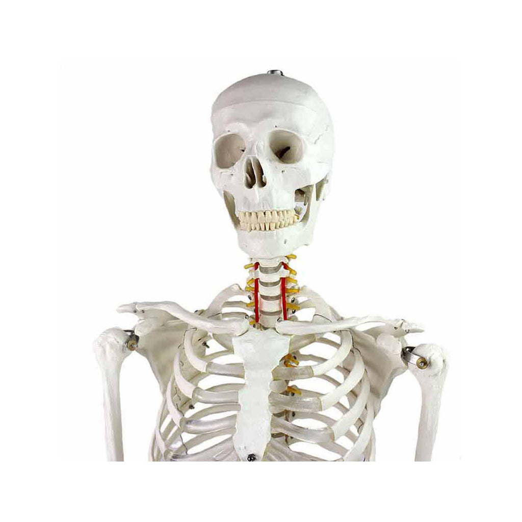 Human Skeleton Model, Life-Size