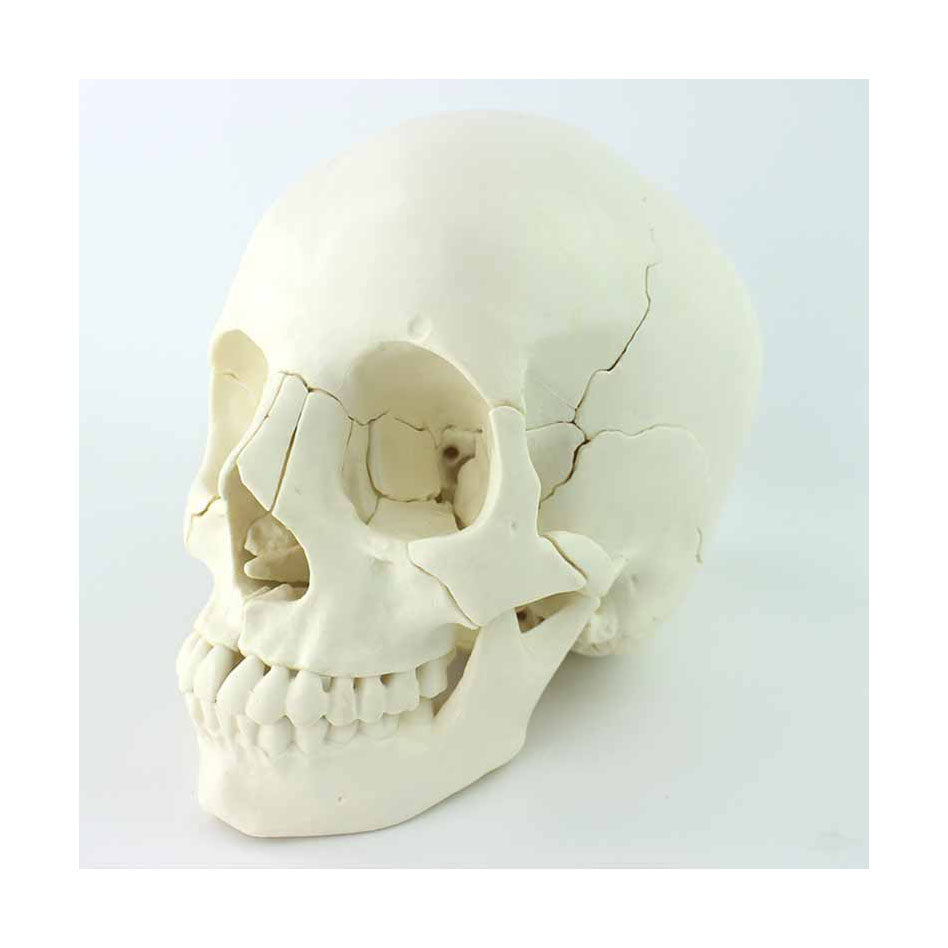 Skull Model, Life-Size, 22 Parts