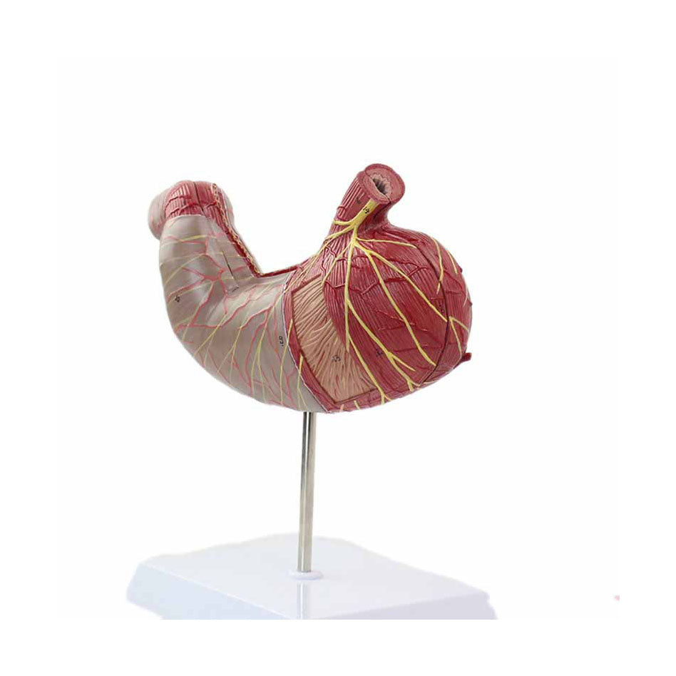 Stomach Model, 1.5X Life-Size，2 Parts