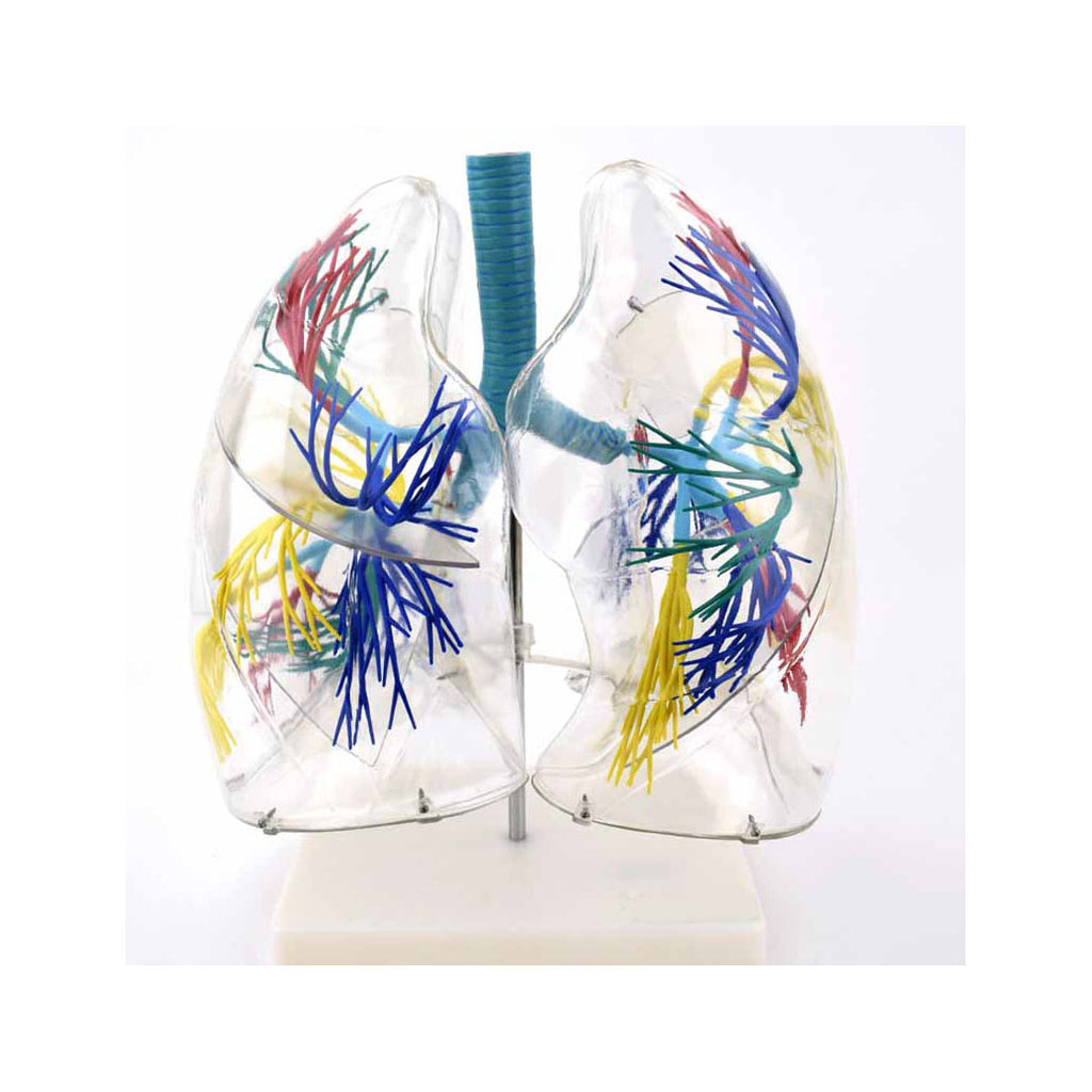 Transparent Lung Model ,2X Life-Size